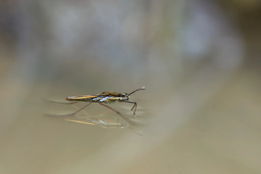 What a Silverfish Actually Is (Image Credits: Unsplash)