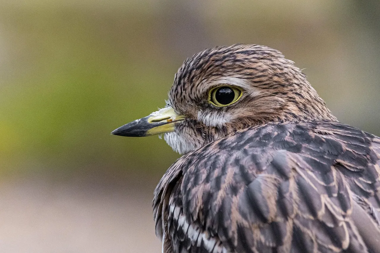 Reading the Yard Like a Field Naturalist (Image Credits: Pixabay)