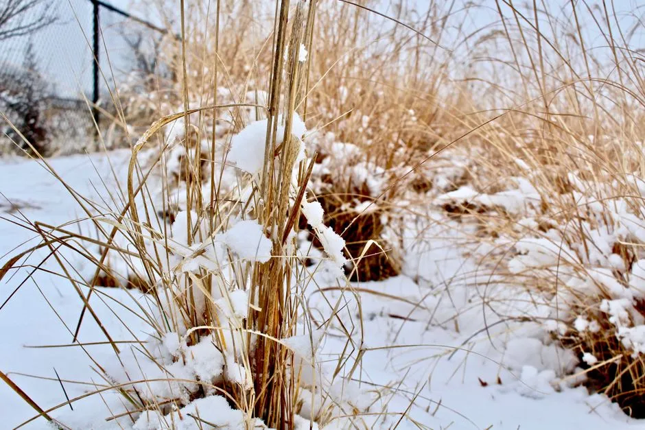 Switchgrass: The Reliable Upright Performer in Cold Conditions (Image Credits: Pexels)