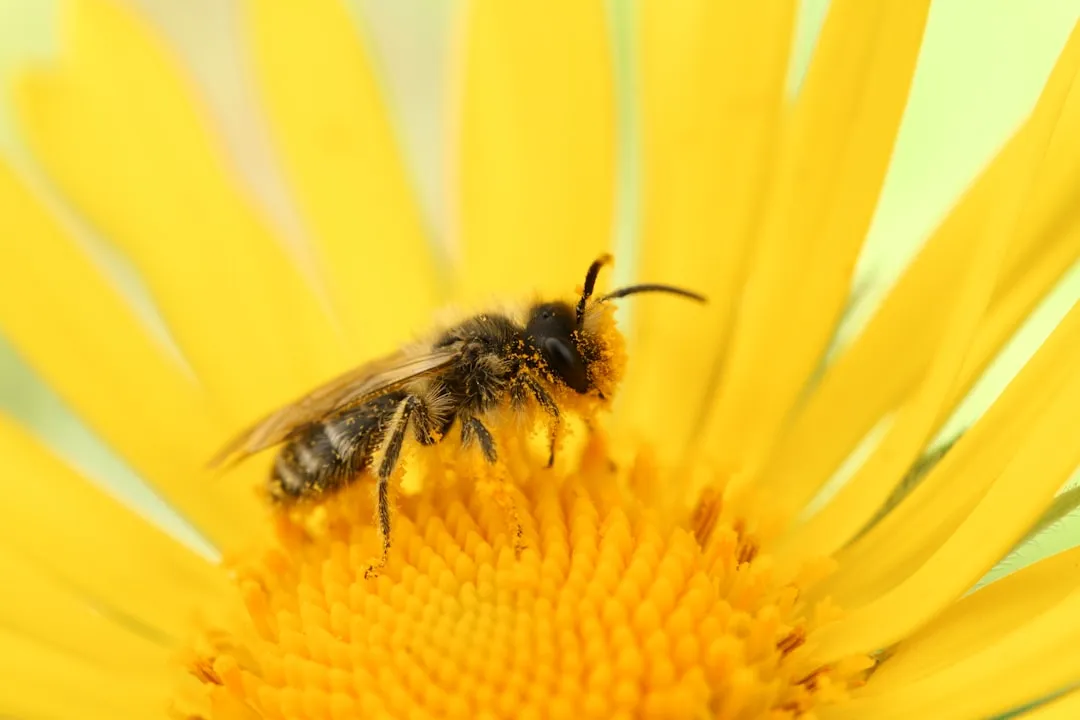 A Significant Share of Native Bees Nest Directly in Plant Stems (Image Credits: Unsplash)