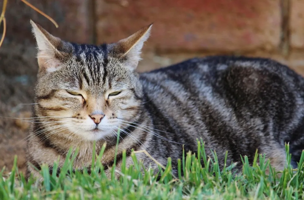 What the Purr Is Really Telling You (Image Credits: Rawpixel)