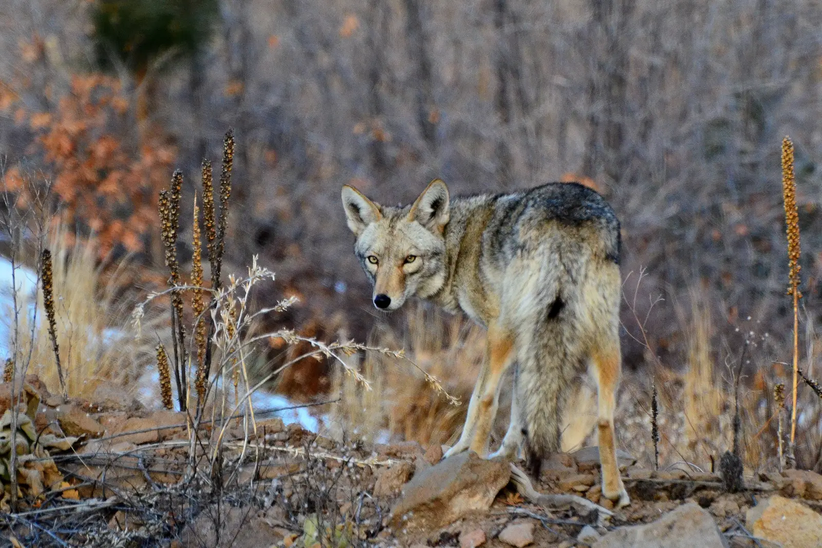 How Wildfires and Habitat Loss Push More Coyotes Into Habituation (Neighborhood Coyote, CC BY 2.0)