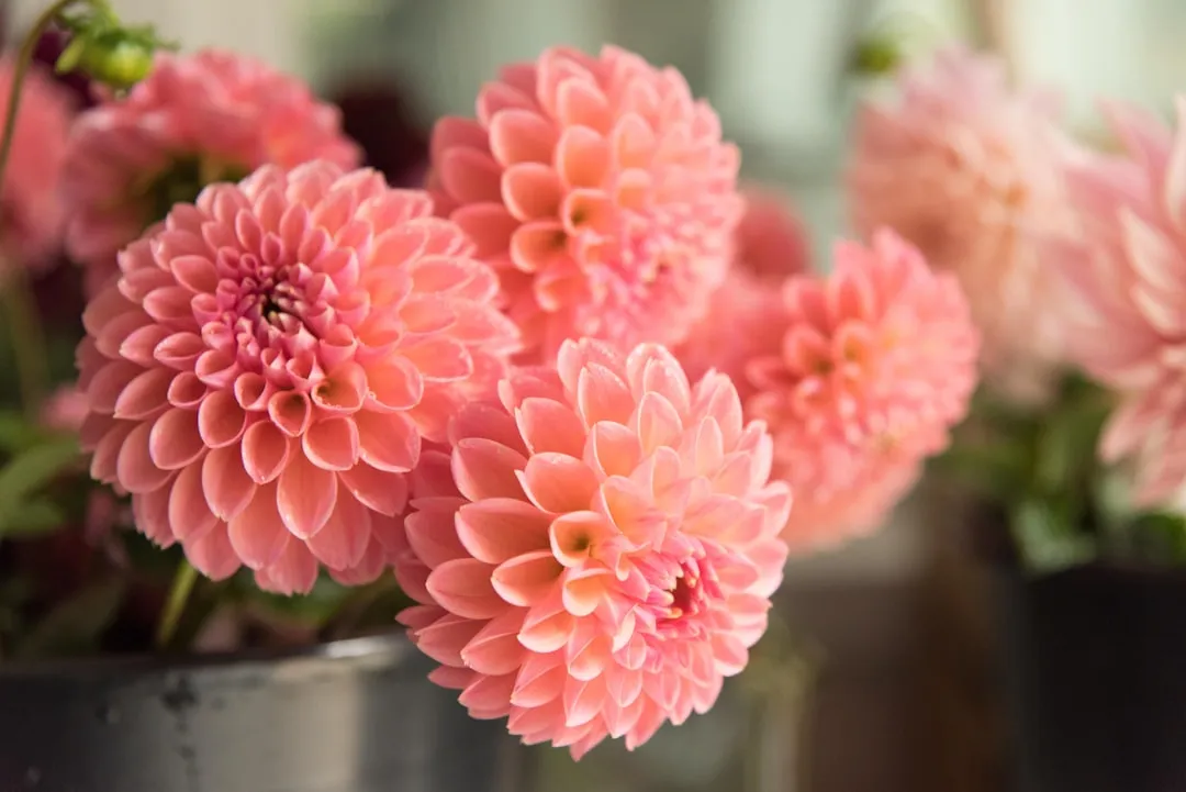 4. Dahlias: From Grandma's Garden to the Wedding Aisle (Image Credits: Unsplash)
