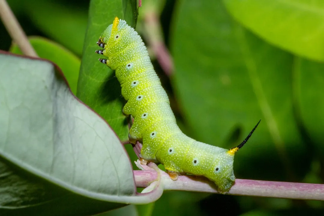 The Giant Swallowtail: Nature's Most Famous Impersonator (Image Credits: Unsplash)