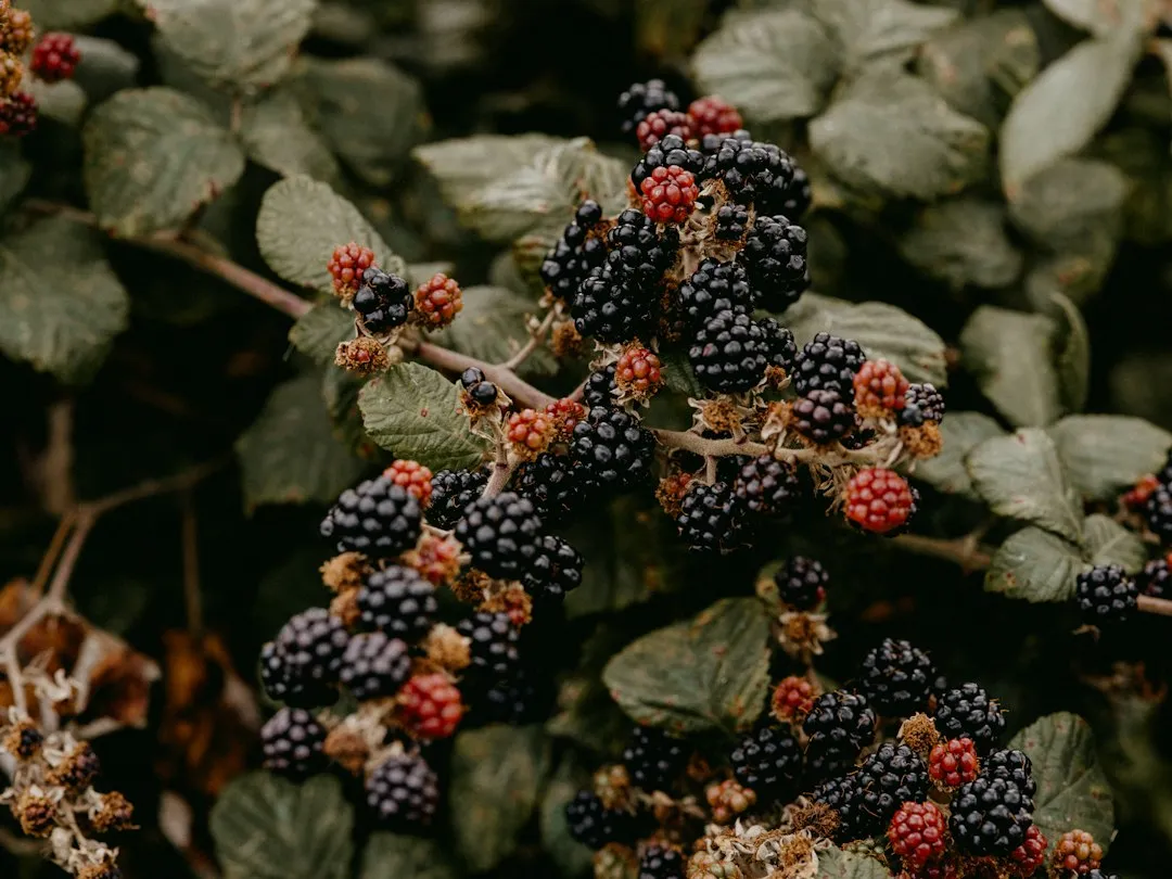 7. Northern Bayberry (Myrica pensylvanica) (Image Credits: Unsplash)