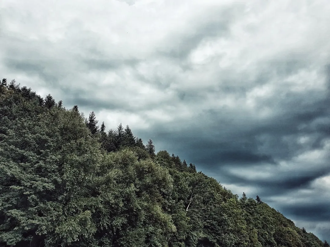 Gray Pine (Pinus sabiniana): Open, Ghostly, and Uniquely Foothill (Image Credits: Unsplash)