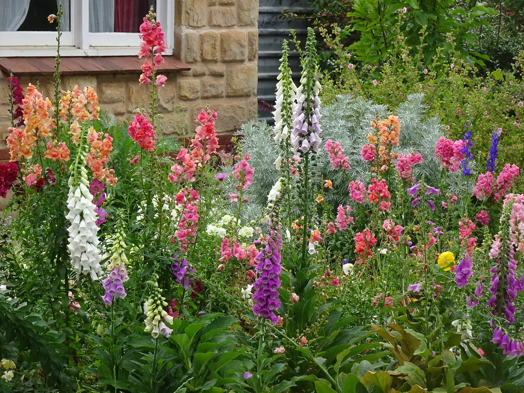 Foxglove: The Stately Cottage Tower (mikecogh, Flickr, CC BY-SA 2.0)