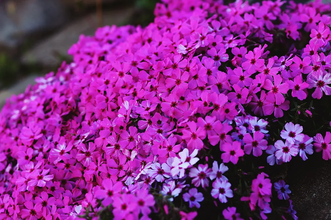 Garden Phlox: Summer's Sweetest Scent (Image Credits: Unsplash)