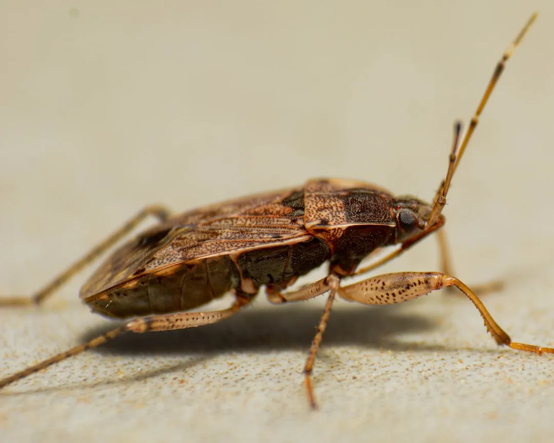 6. Assassin Bug (Image Credits: Unsplash)