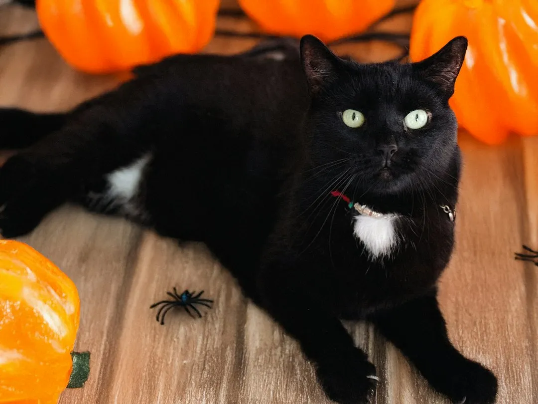 1. The All-Black Cat: A Five-Minute Classic (Image Credits: Unsplash)