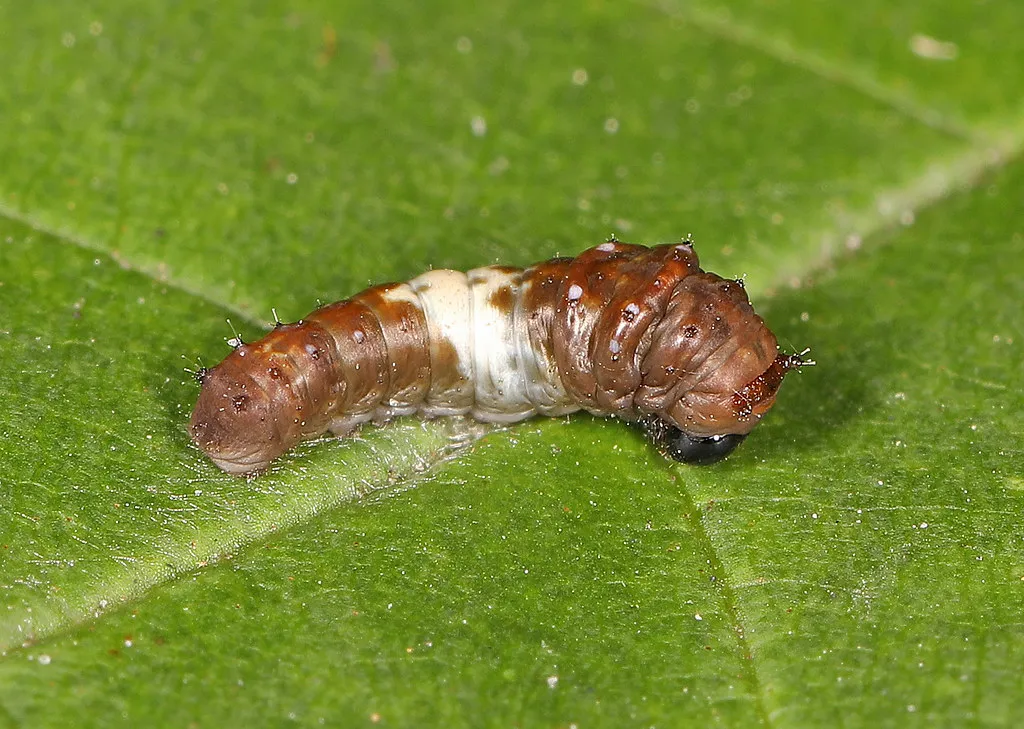 Which Species Pull Off This Trick (Judy Gallagher, Flickr, CC BY 2.0)