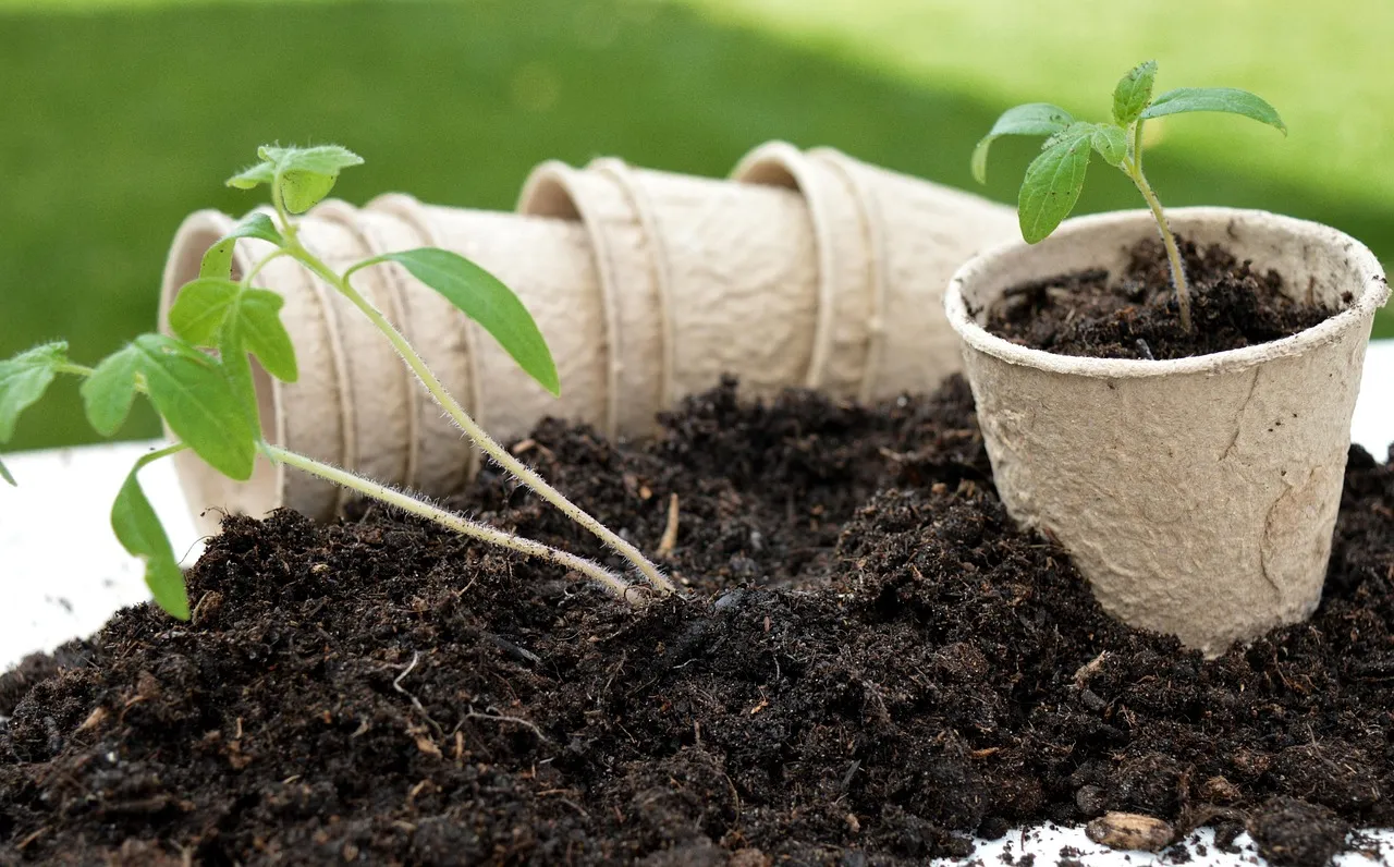 Repeated Repotting Disrupts the Soil Microbiome (Image Credits: Pixabay)