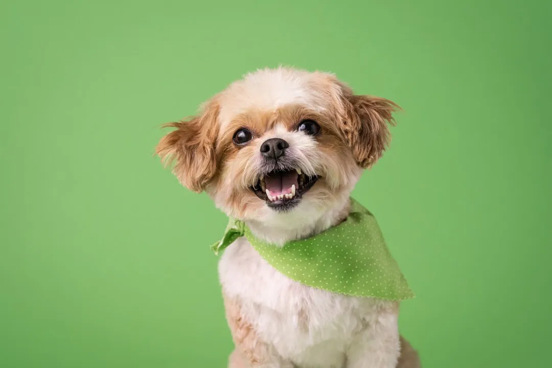 Small Dogs Face a Much Higher Risk (Image Credits: Unsplash)