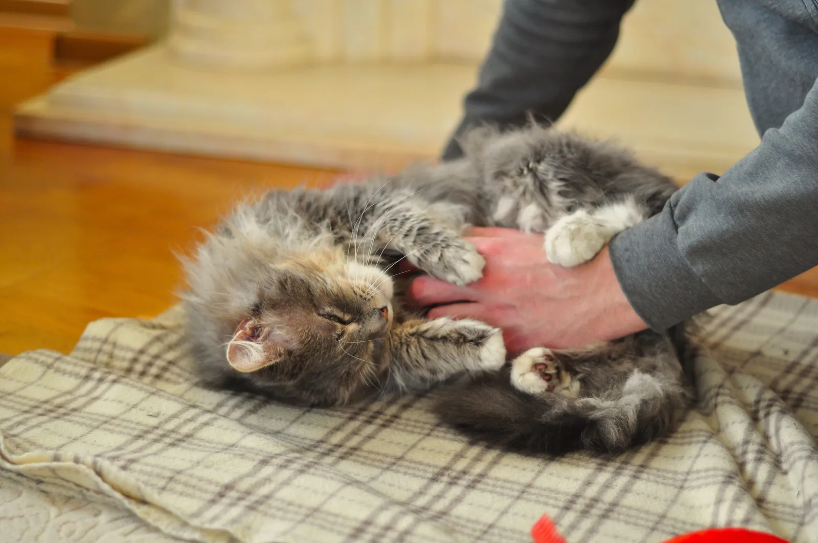 Separating the Cats Is the Right First Step (Image Credits: Pexels)