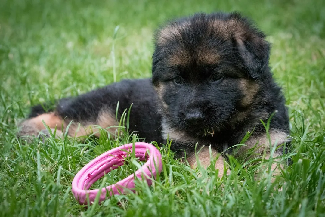 When Puppies Do It, the Reason Shifts Slightly (Image Credits: Unsplash)