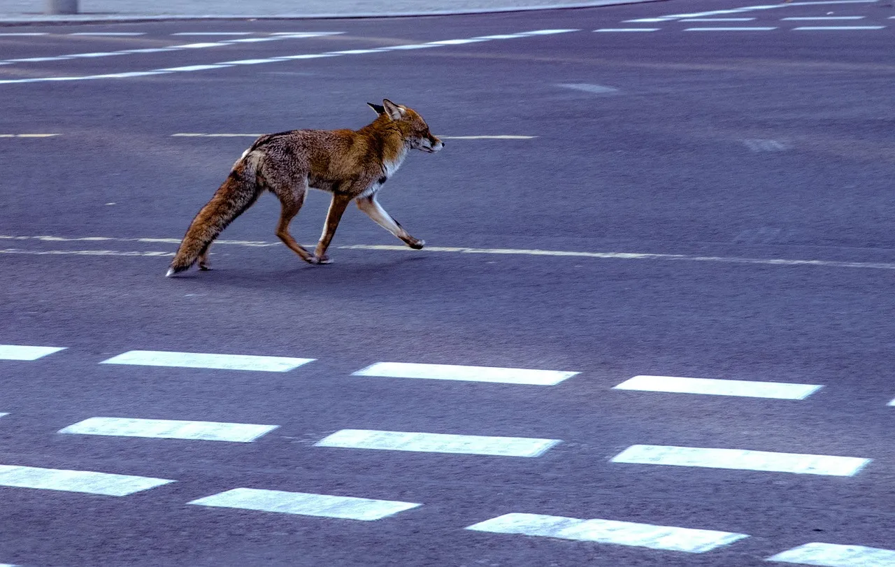 Why Foxes Are in Neighborhoods at All (Image Credits: Pixabay)