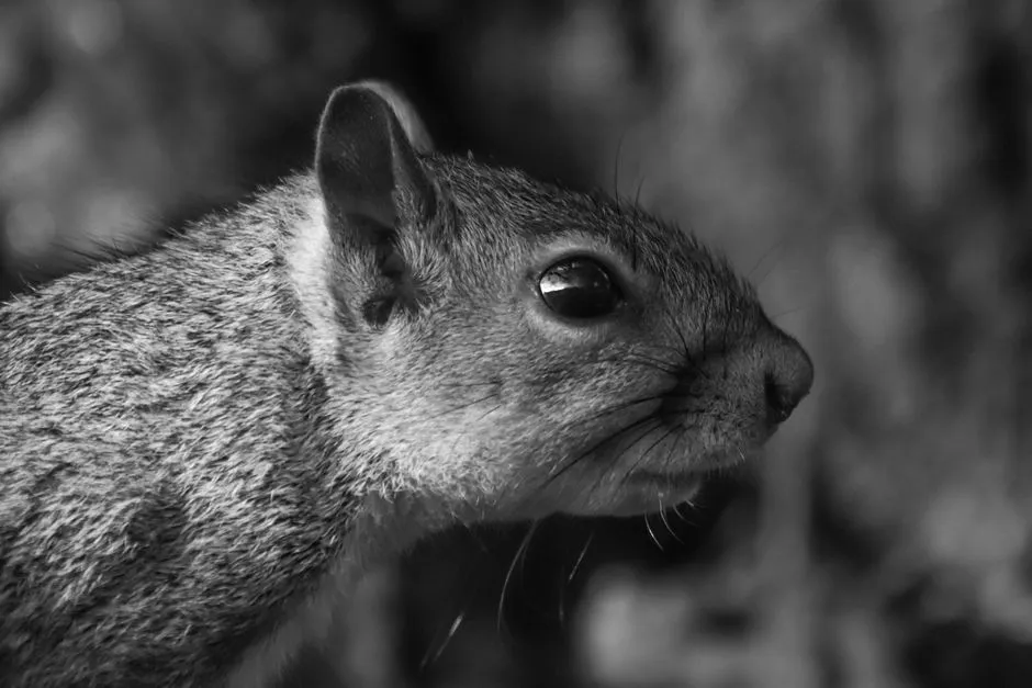 The Eyes Have a Head Start on the Brain (Image Credits: Pexels)