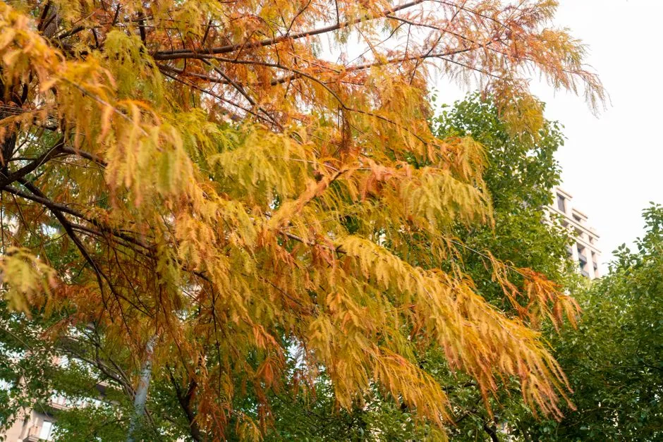 6. Chinese Pistache (Pistacia chinensis): The Most Reliable Fall Fire (Image Credits: Pexels)