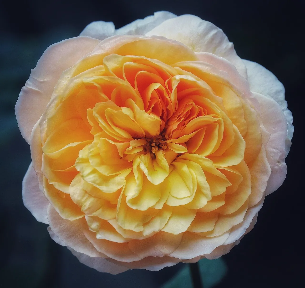 The Juliet Rose: The Bloom That Started a Conversation (Image Credits: Pixabay)