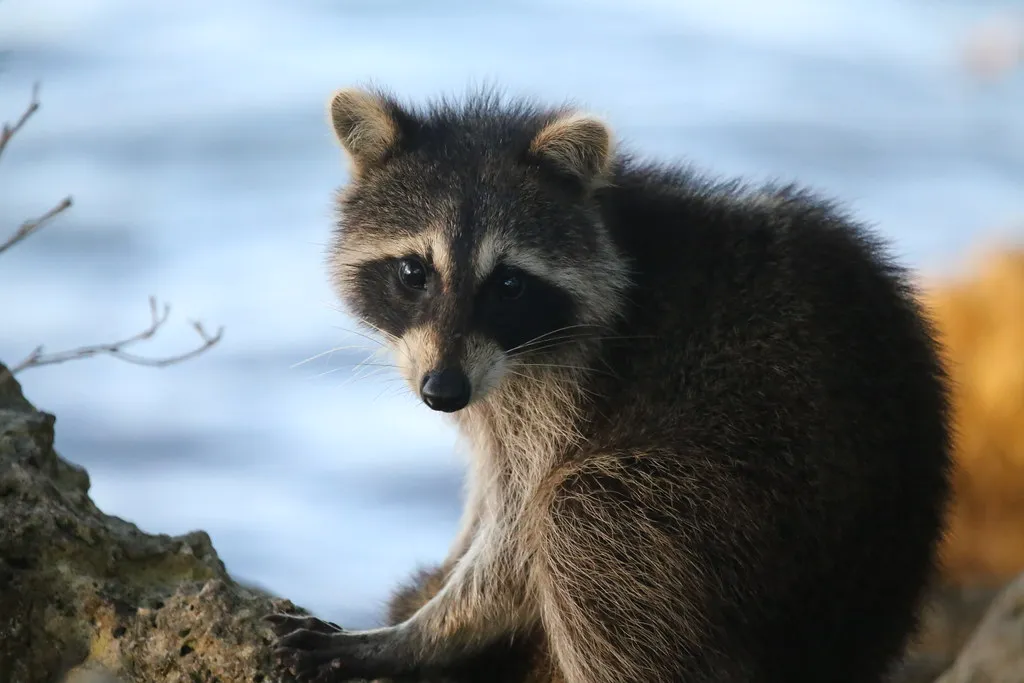 Their Intelligence Makes the Behavior Even More Remarkable (cuatrok77, Flickr, CC BY-SA 2.0)