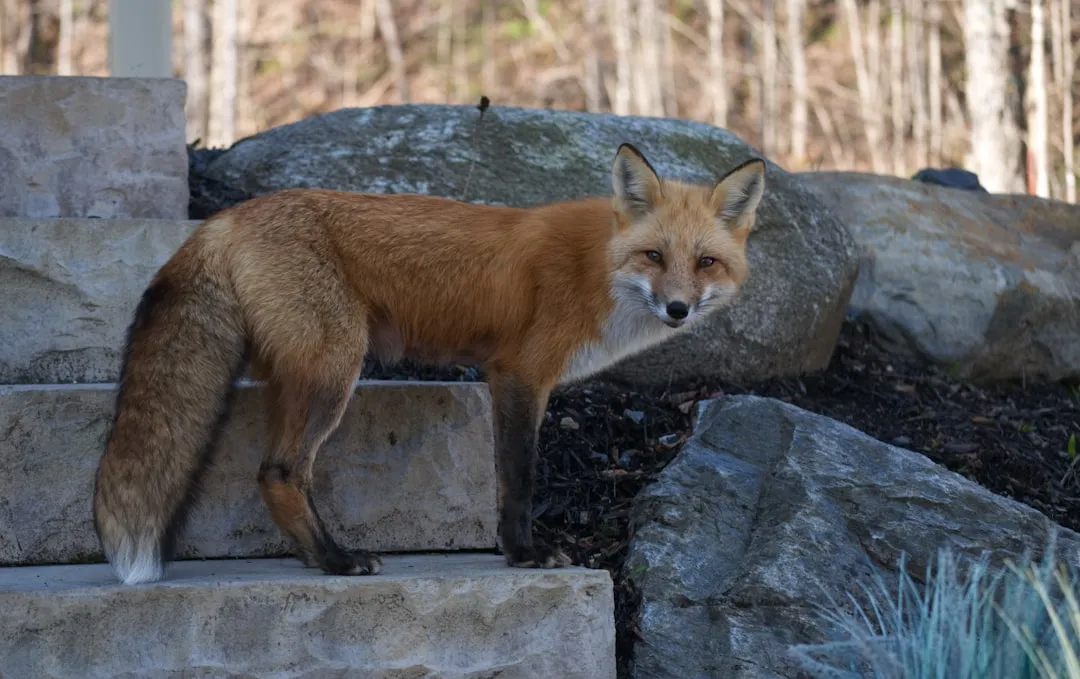 4. The Blood-Curdling Scream: Red Fox (Image Credits: Unsplash)