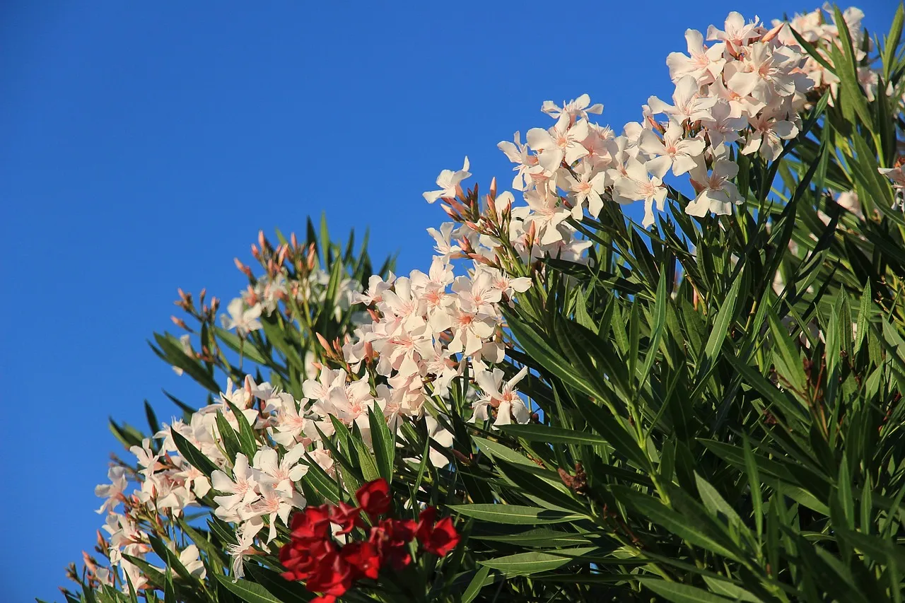 Statement Plant #3: Oleander (Nerium oleander) (Image Credits: Pixabay)