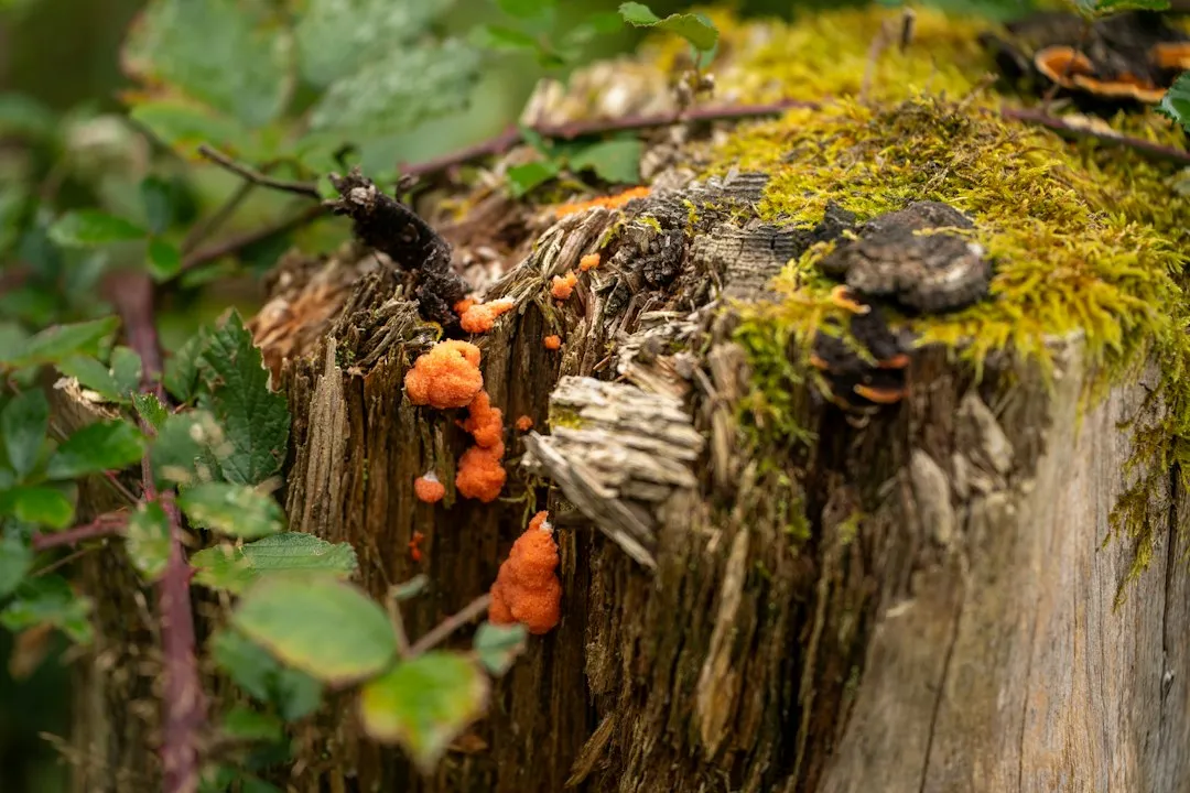 The Whole Blob Is Technically One Cell (Image Credits: Unsplash)