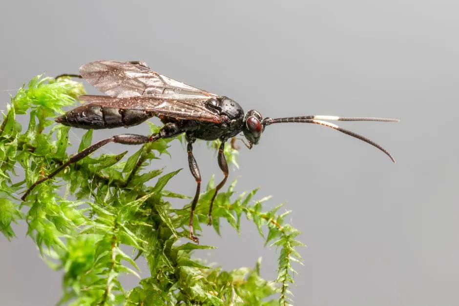 Bring in Natural Enemies to Work the Problem From the Inside (Image Credits: Pexels)