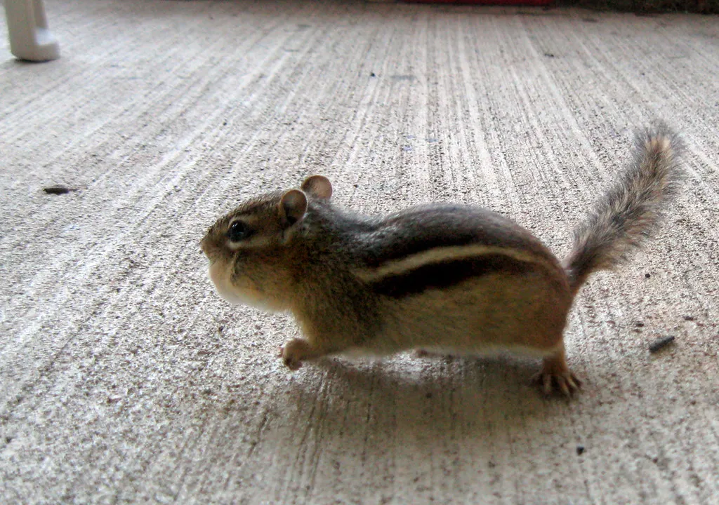 The Predation Calculation Behind Every Foraging Trip (PugnoM, Flickr, CC BY-SA 2.0)