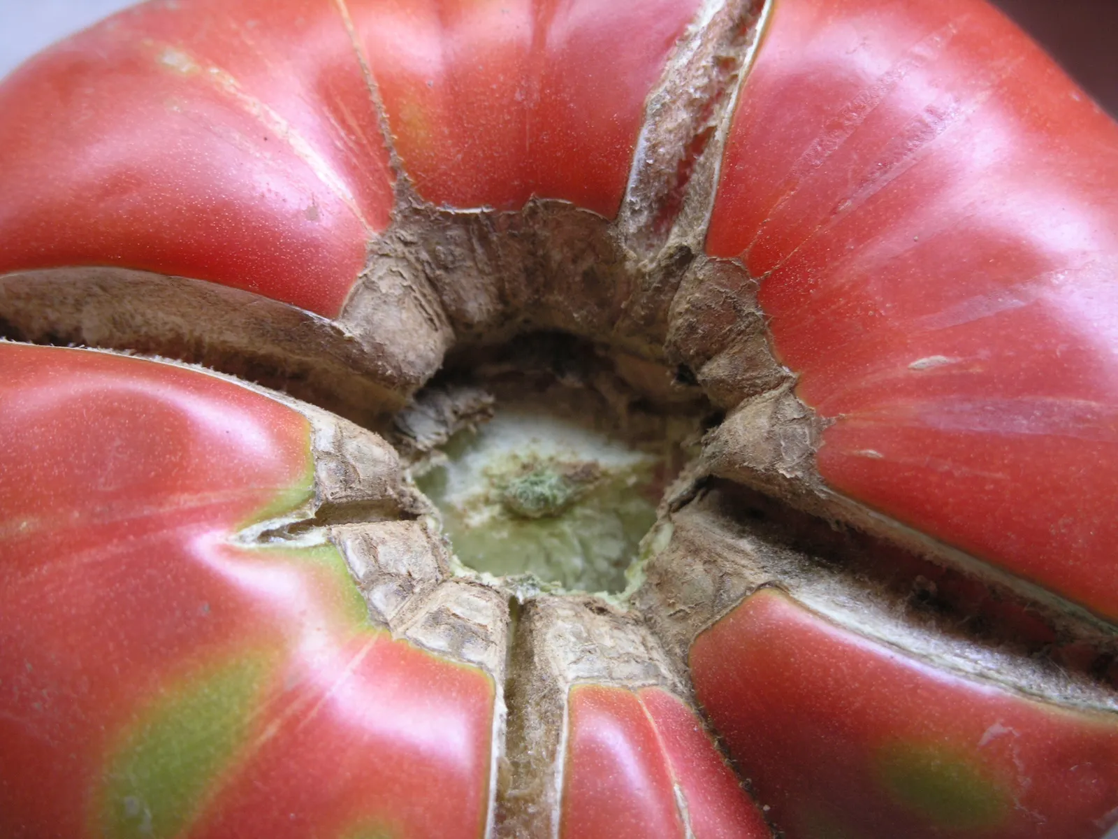 Genetics and Variety Choice Matter More Than Most Gardeners Realize (This is of my own making, CC BY-SA 3.0)