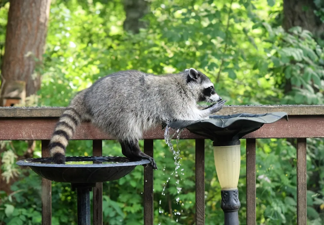 The Nesting Season Habit That Draws Pregnant Females Indoors (Image Credits: Unsplash)