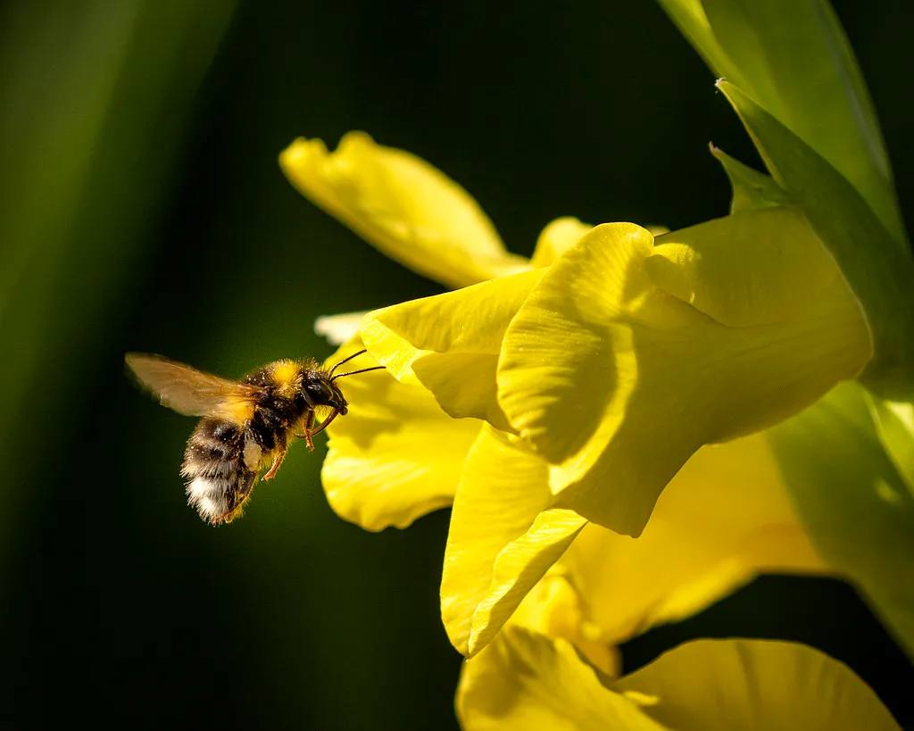Individual Bees Differ More Than Expected (TrotterFechan, Flickr, CC BY 2.0)
