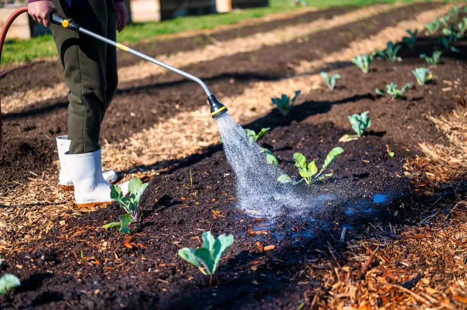 Safer Alternatives for the Vegetable Garden (Image Credits: Pexels)