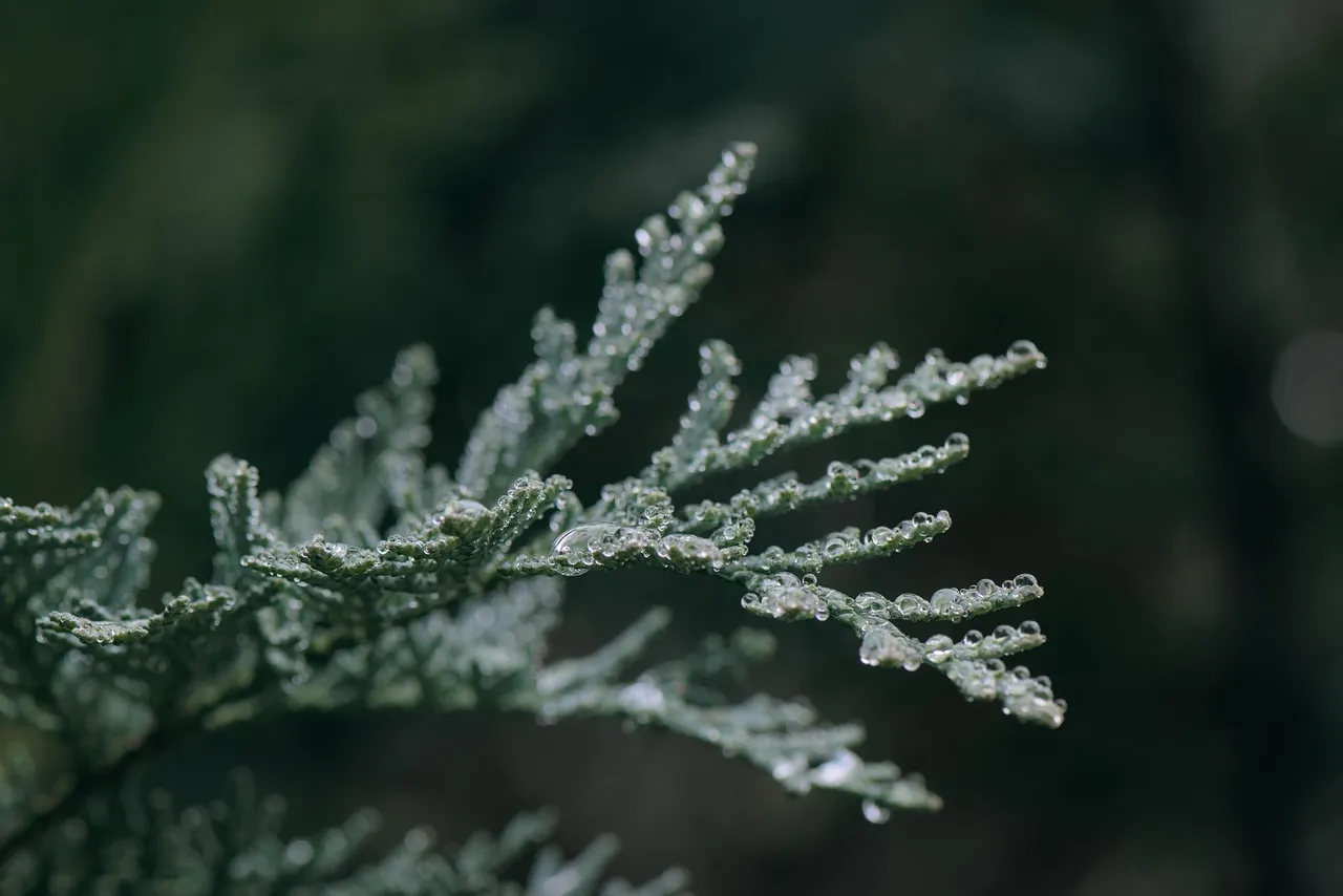 2. Spartan Juniper: Dense, Upright, and Drought-Tough (Image Credits: Pixabay)