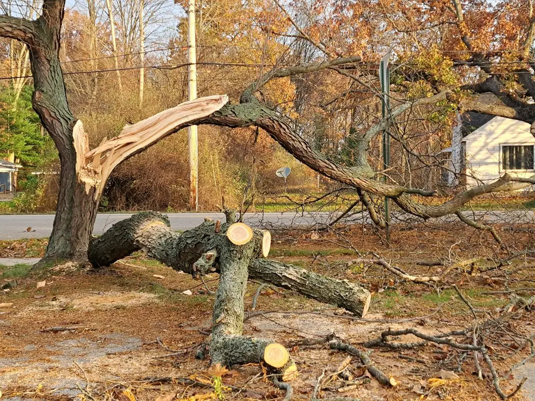 How Much Damage Can They Actually Do (Image Credits: Unsplash)