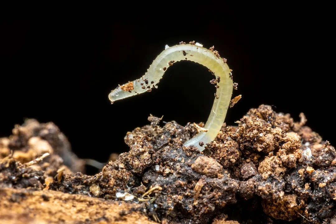 What Beneficial Nematodes Do for Your Soil (Image Credits: Unsplash)