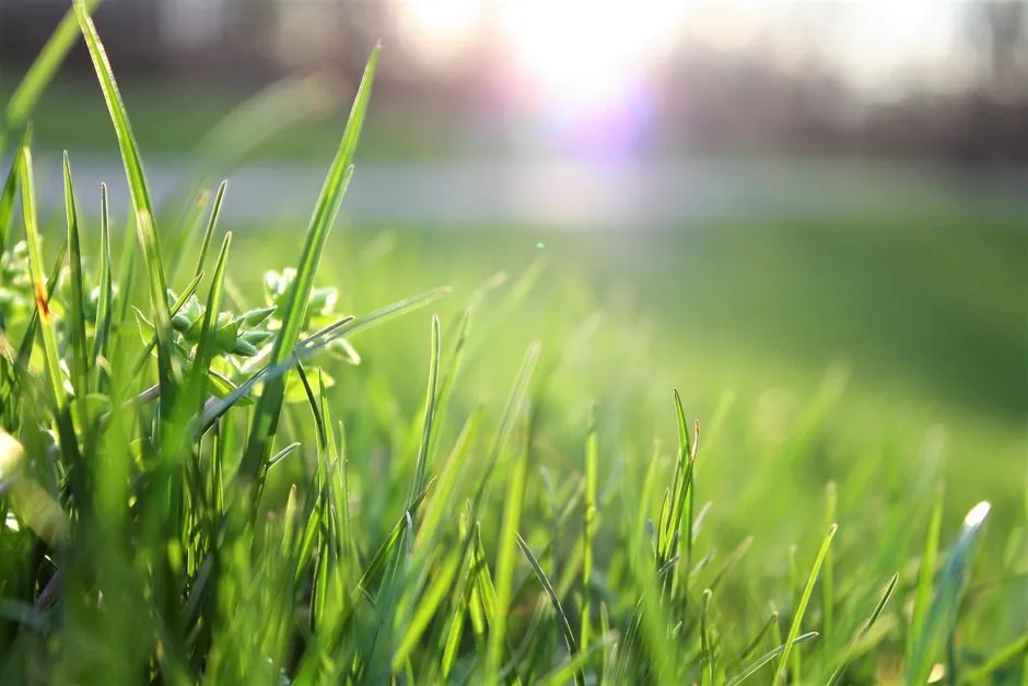 Fertilizer Use and the Compounding Effect (Image Credits: Pexels)