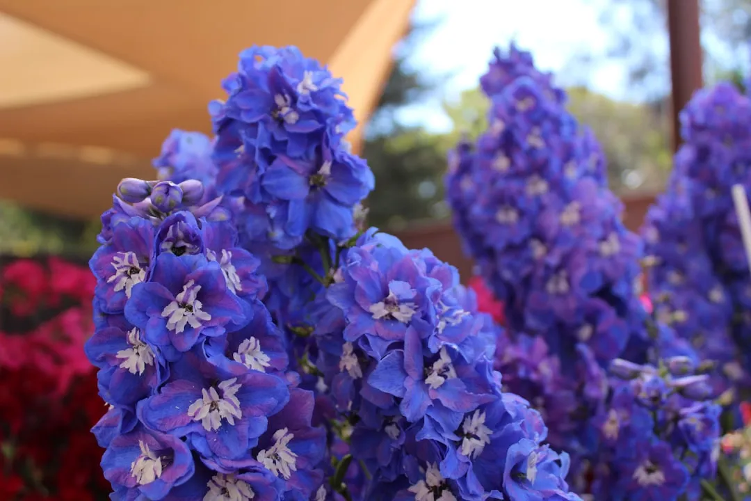 2. Delphinium: 1-800 Flowers Named It the Flower of the Year 2026 (Image Credits: Unsplash)