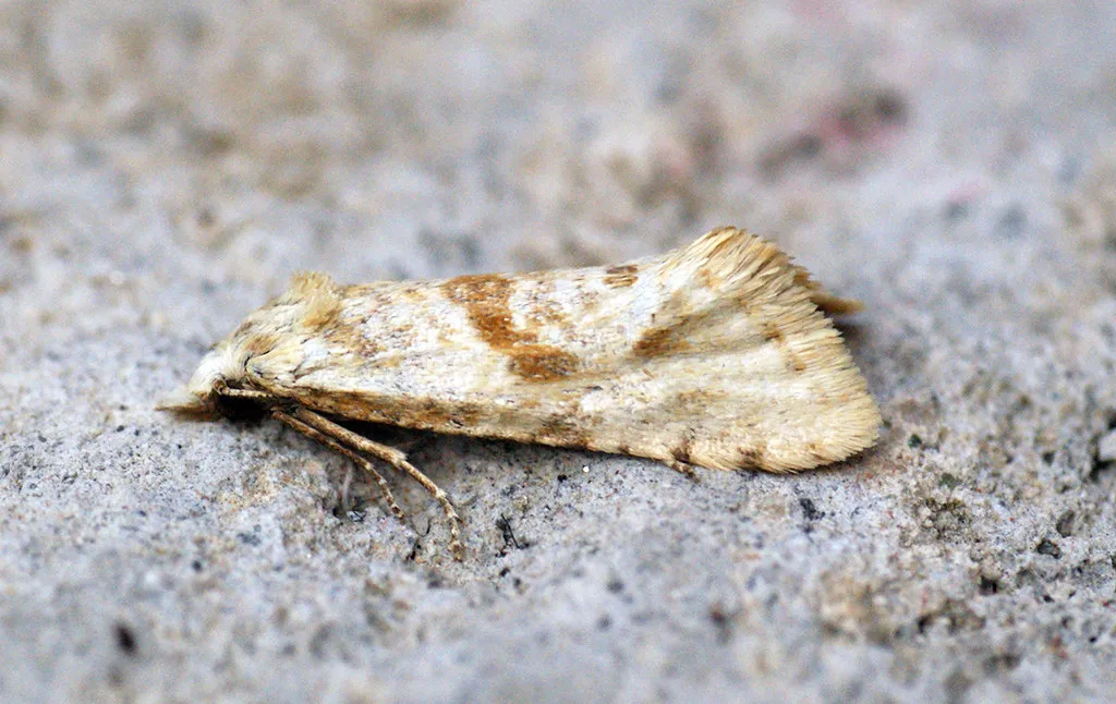 Positioning Traps at the Wrong Height (Bennyboymothman, Flickr, CC BY 2.0)