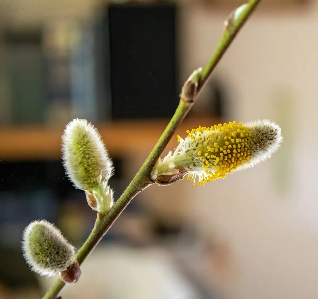 3. Willow (Salix spp.): The Early Pollen Bank (Image Credits: Unsplash)