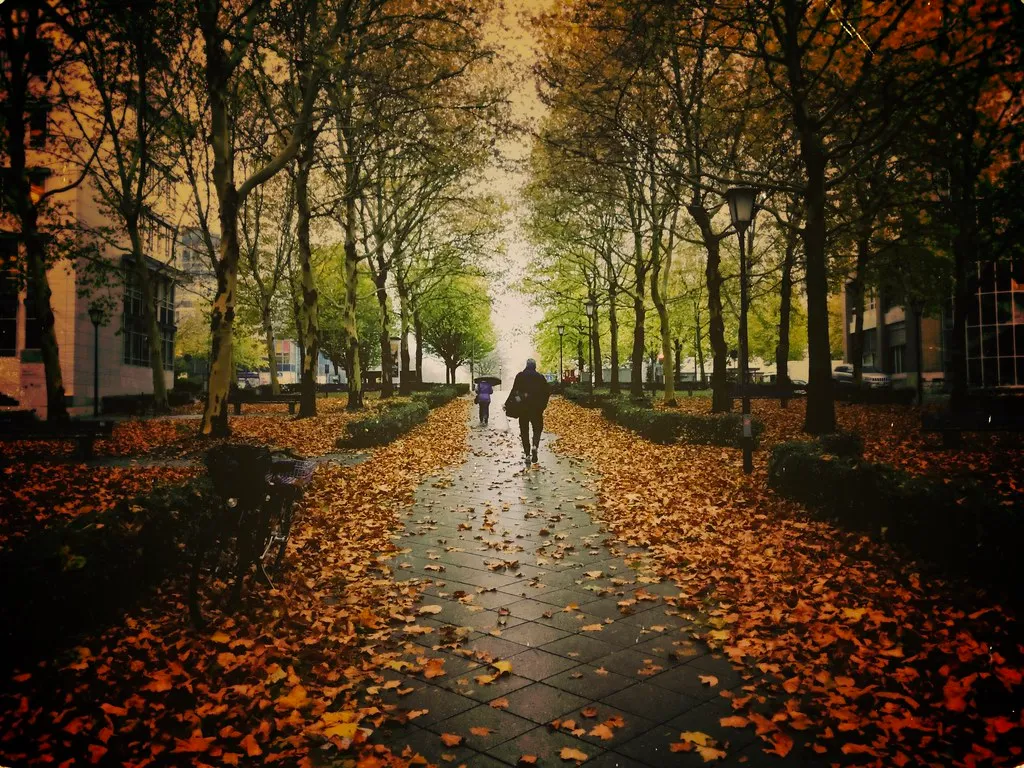Fall Rains Reduce the Need for Constant Watering (Casey Hugelfink, Flickr, CC BY-SA 2.0)