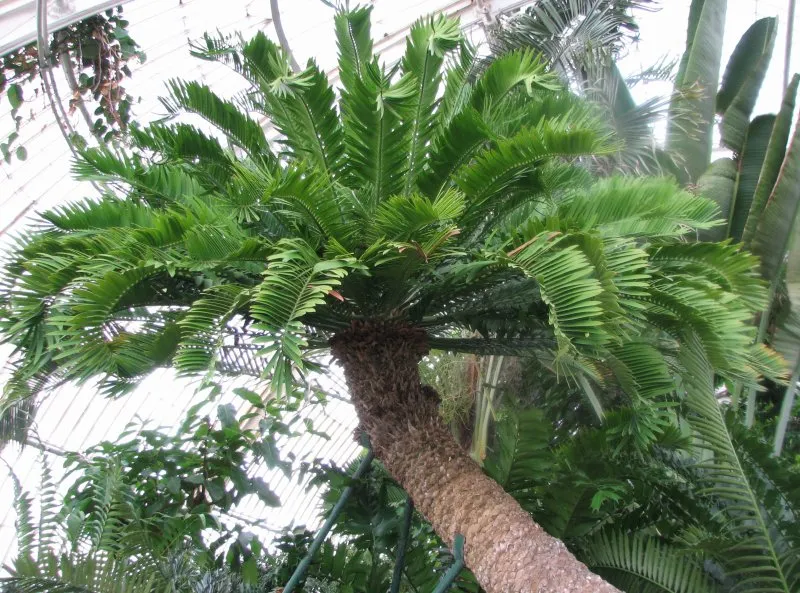 3. Cycads: The Oldest Potted Plant in the World Lives in London (By User:Mmparedes, CC BY-SA 2.5)