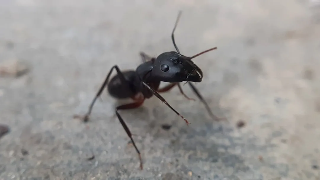 Carpenter Ants Are a Closer Threat Than You'd Expect (Image Credits: Unsplash)