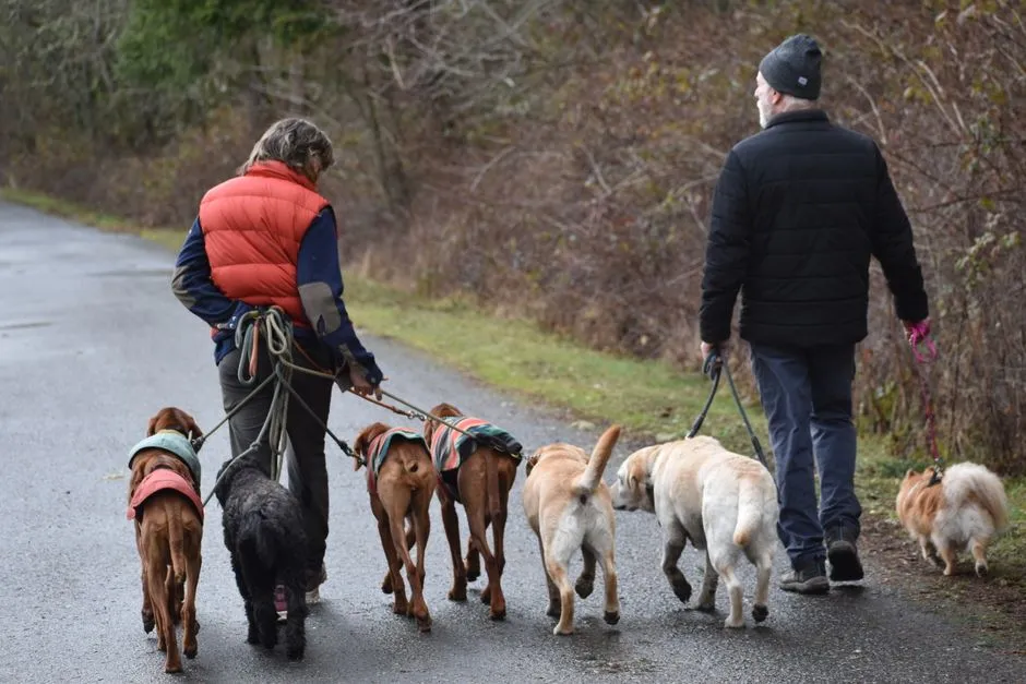 Walking at the Owner's Pace Rather Than the Dog's Natural Stride (Image Credits: Pexels)