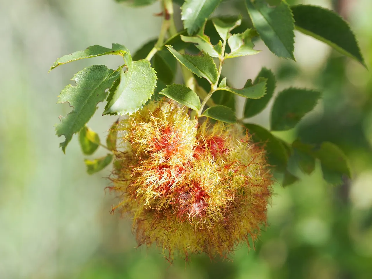 Artificial Induction: What Science Has Learned from Mimicking Plant Damage (Image Credits: Pixabay)