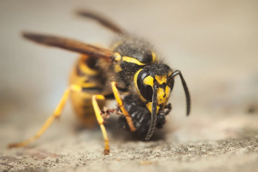 The Sheer Scale of Wasp Diversity Most People Don't Know About (Image Credits: Unsplash)