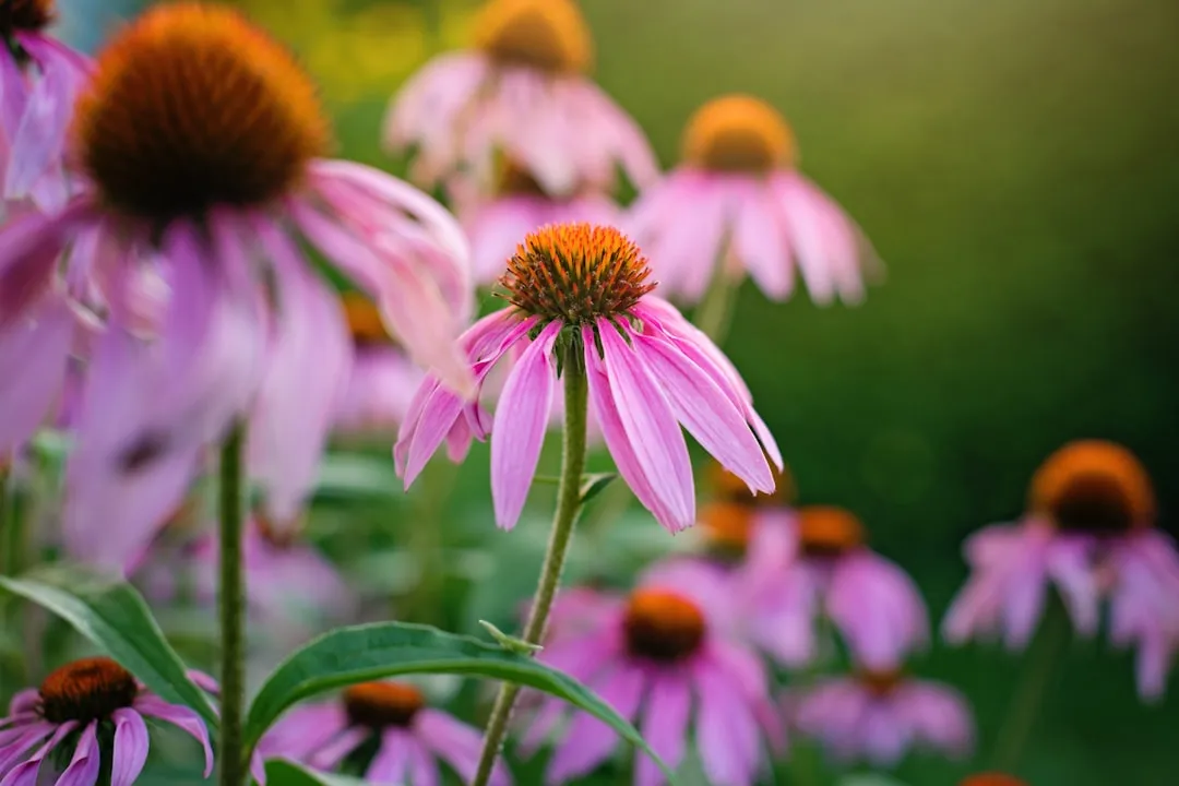 Echinacea and Other Immune Support Herbs (Image Credits: Unsplash)
