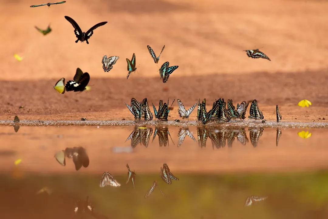 Not All Butterflies Puddle the Same Way (Image Credits: Unsplash)
