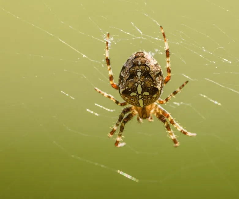The Spiders Are Simply Much Bigger Now (Image Credits: Pexels)