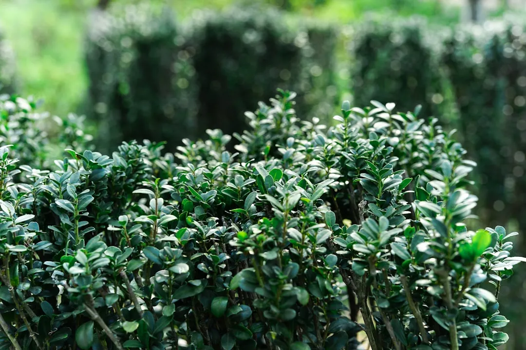 8. Structural European-Style Hedges (Image Credits: Unsplash)